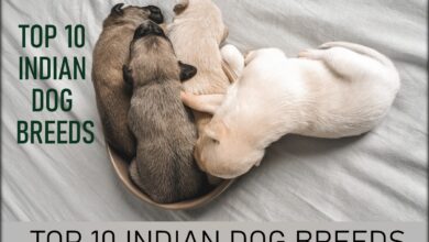 TOP 10 INDIAN DOG BREEDS