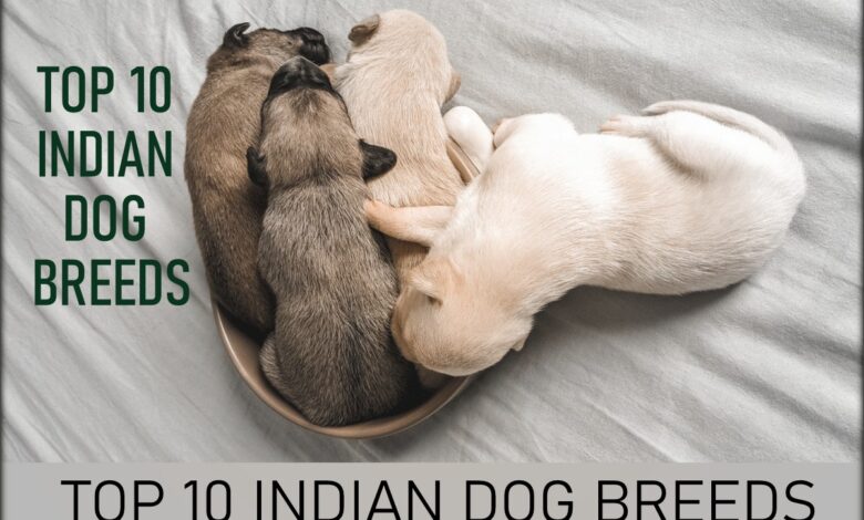 TOP 10 INDIAN DOG BREEDS